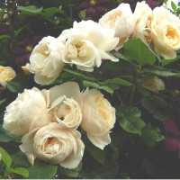 Роза кустовая Uetersener Klosterrose (Ютерзен Клостерроуз) (корнесобственная)