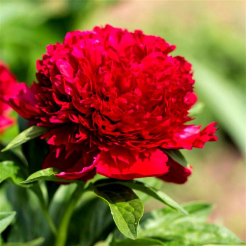 Пион Red Charm (Ред Шарм)