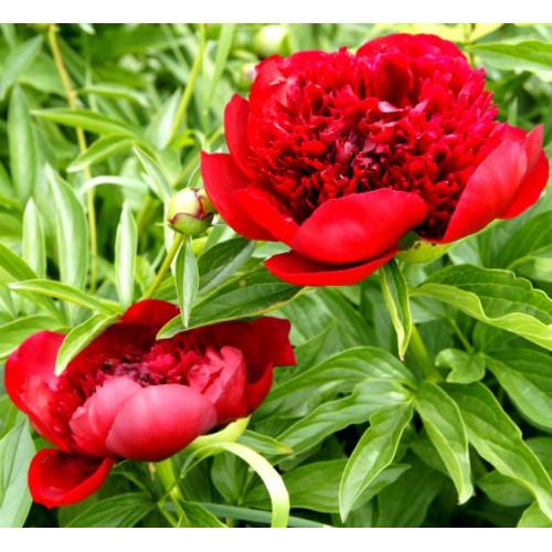Пион Red Charm (Ред Шарм)