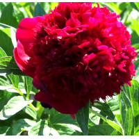 Пион Red Charm (Ред Шарм)