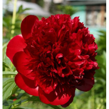 Пион Red Charm (Ред Шарм)