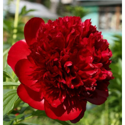 Пион Red Charm (Ред Шарм)