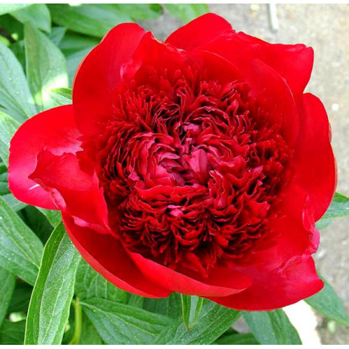 Пион Red Charm (Ред Шарм)