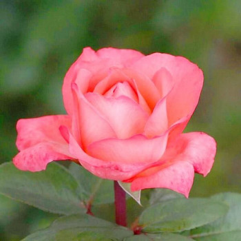 Роза чайно-гибридная Пинк Пантер (Pink Panther)