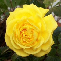 Роза флорибунда Фрезия (Friesia)