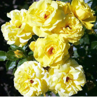 Роза флорибунда Фрезия (Friesia)