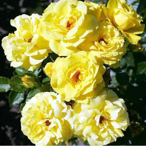 Роза флорибунда Фрезия (Friesia)