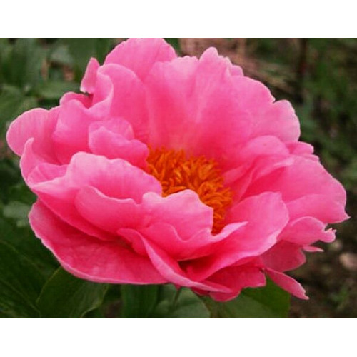 Пион Salmon Chiffon (Салмон Шифон)