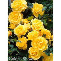 Роза плетистая Golden Showers