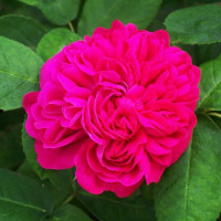 Роза парково-кустовая Роз де Решт (Rose de Rescht)