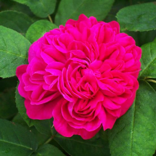 Роза парково-кустовая Роз де Решт (Rose de Rescht)