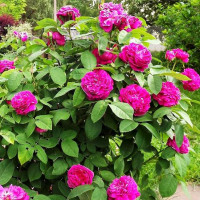 Роза парково-кустовая Роз де Решт (Rose de Rescht)