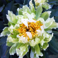 Пион Green Halo (Грин Хало)