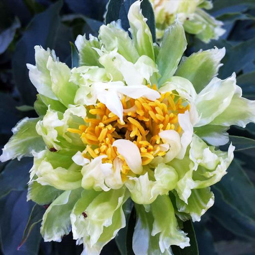 Пион Green Halo (Грин Хало)