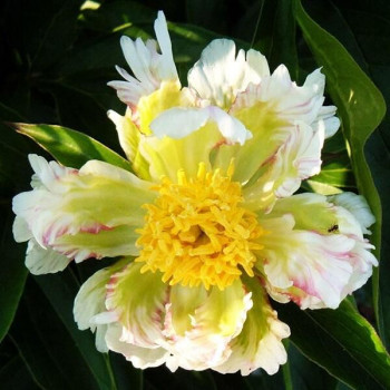 Пион Green Halo (Грин Хало)