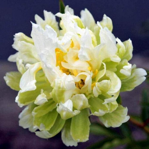 Пион Green Halo (Грин Хало)