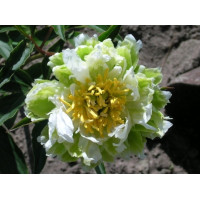 Пион Green Halo (Грин Хало)