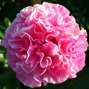 Пион Carnation Bouquet (Корнейшн Букет)