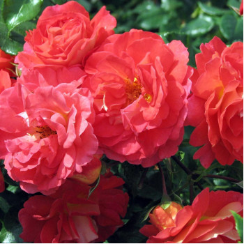 Роза флорибунда Гебрюдер Гримм (Gebruder Grimm)