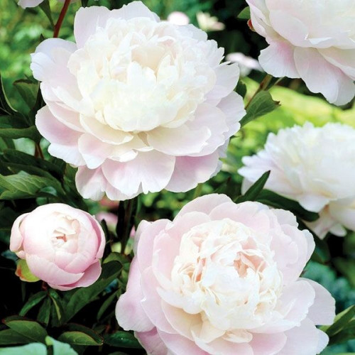 Пион Moonstone (Мунстоун)