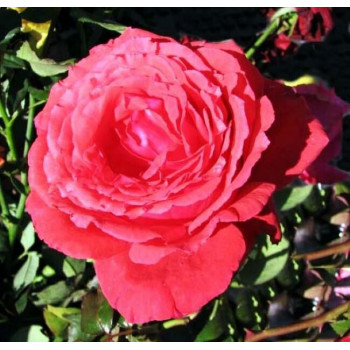 Роза чайно-гибридная Дуфтвольке