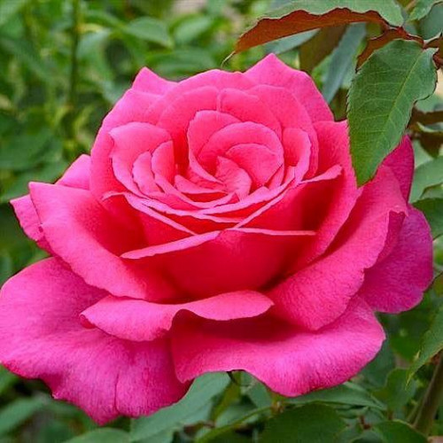 Роза чайно-гибридная Пароле (Parole)