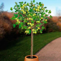 Крыжовник на штамбе Белый триумф