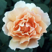 Роза чайно-гибридная Джаст Джоуи (Just Joey)