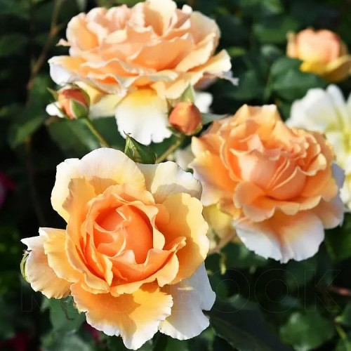 Роза чайно-гибридная Джаст Джоуи (Just Joey)