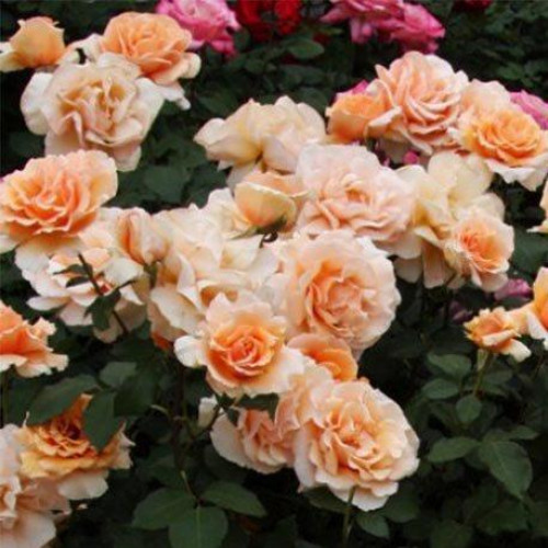 Роза чайно-гибридная Джаст Джоуи (Just Joey)