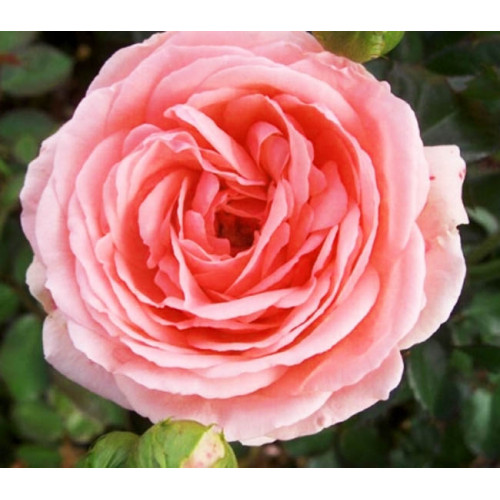 Роза флорибунда Кимоно (Кimonо)