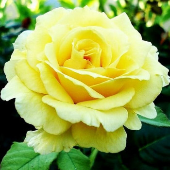 Роза чайно-гибридная Голдстар