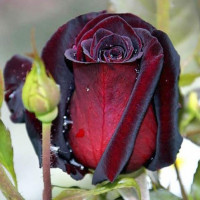 Роза чайно-гибридная Блэк Баккара (Black Baccara)