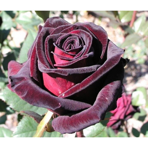 Роза чайно-гибридная Блэк Баккара (Black Baccara)