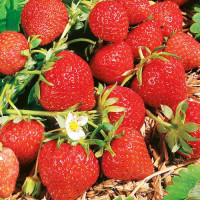Клубника (крупноплодная) Магнус (5 шт.)