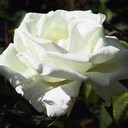 Роза чайно-гибридная Бьянка