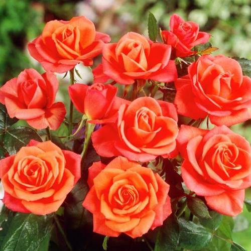 Роза чайно-гибридная Супер Стар