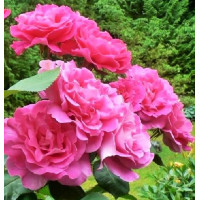 Роза чайно-гибридная Pink Peace