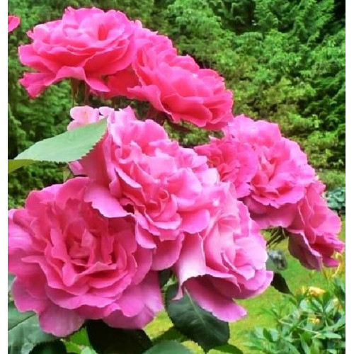 Роза чайно-гибридная Pink Peace