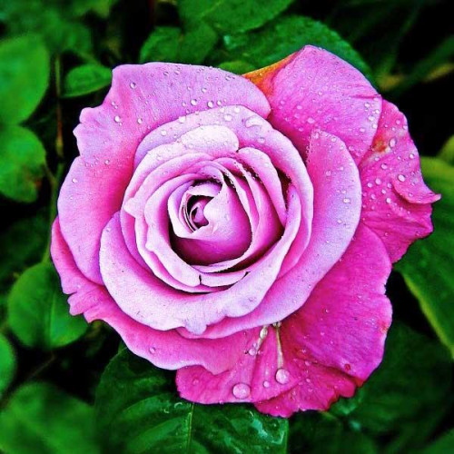 Роза чайно-гибридная Блю Парфюм (Blue Parfum)