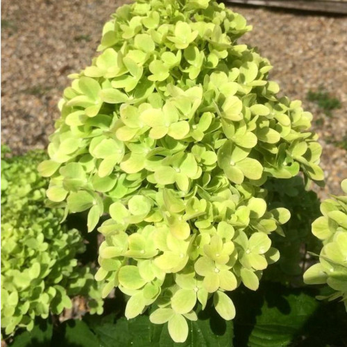 Гортензия метельчатая Mojito (Мохито)