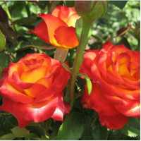 Роза чайно-гибридная Оранж Мэджик (Orange Magic)
