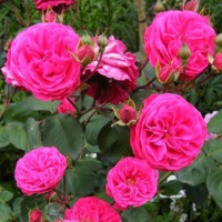 Роза флорибунда Розмари Роуз (Rosemary Rose)