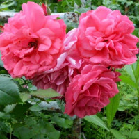 Роза флорибунда Розмари Роуз (Rosemary Rose)