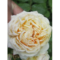 Роза канадская Crocus Rose