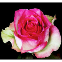 Роза чайно-гибридная Малибу