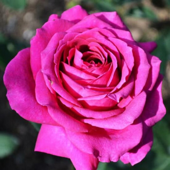 Роза чайно-гибридная Биг Перпл (Big Purple)