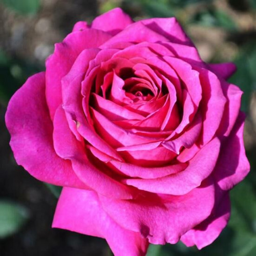 Роза чайно-гибридная Биг Перпл (Big Purple)