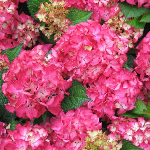 Гортензия крупнолистная Selma (Сельма)