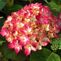 Гортензия крупнолистная Selma (Сельма)